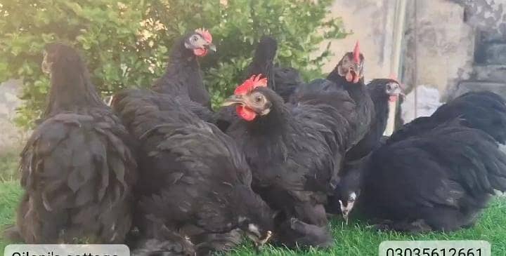 black bantam 3