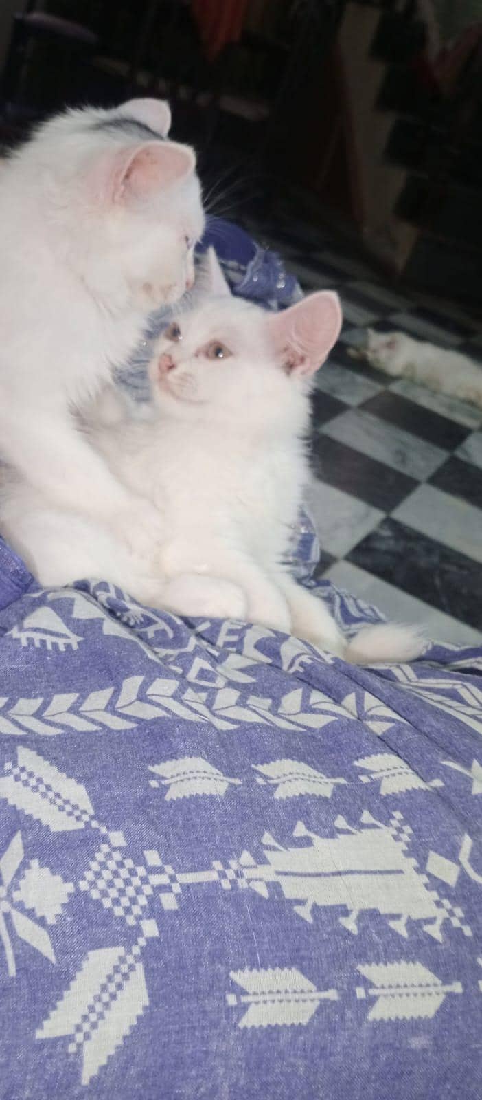 persian 0