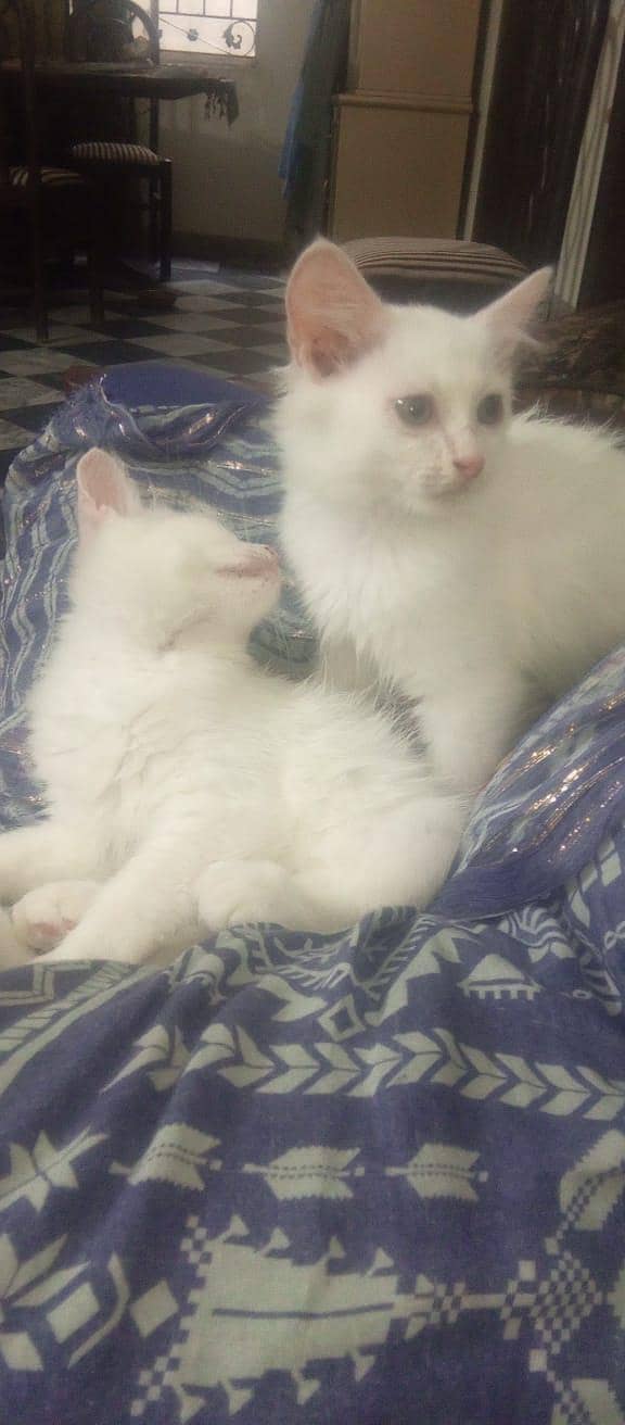 persian 2