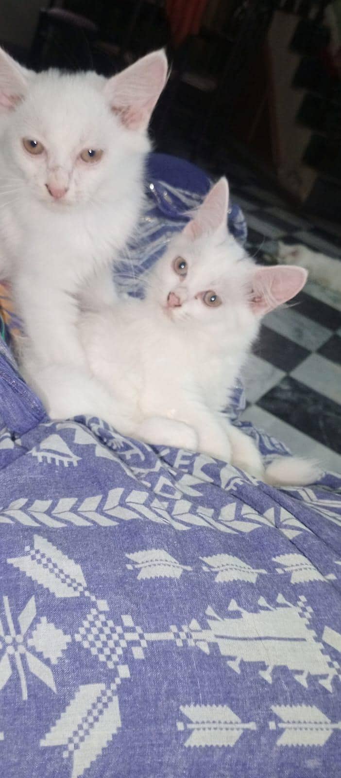 persian 3