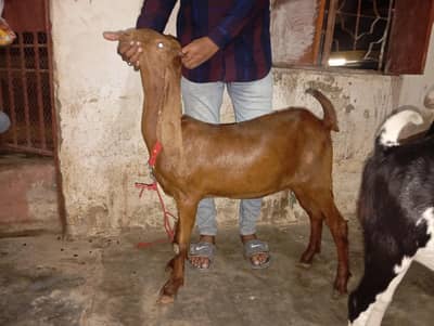 Premium Healthy Female goat Ready for Qurbani and breading
