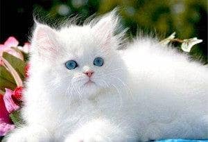 white breed
