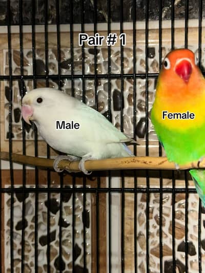 Breeder pairs avlbl