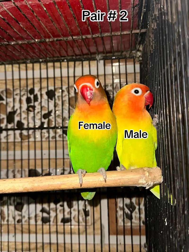 Breeder pairs avlbl — photo 2