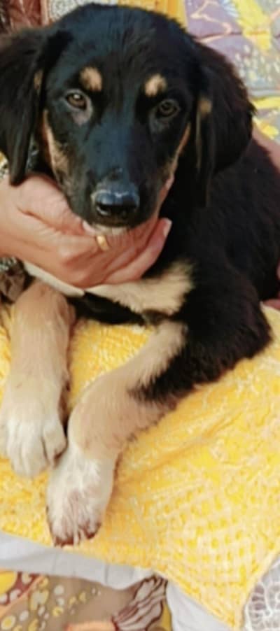 rottweiler wants new caretaker