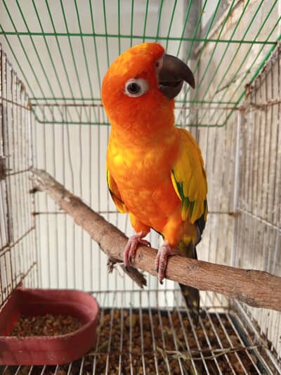 sunconure male parrot for sale