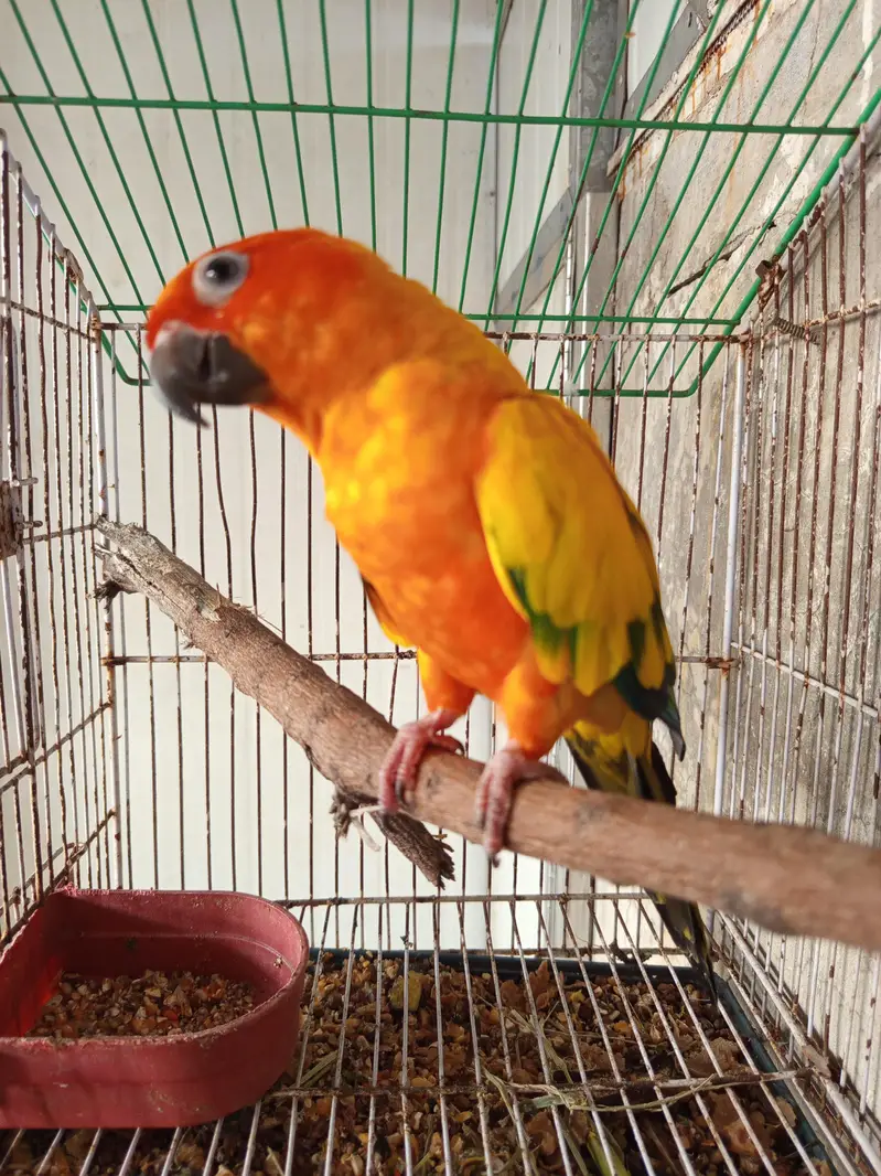 sunconure male parrot for sale — photo 2
