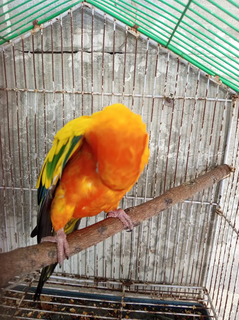 sunconure male parrot for sale — photo 3