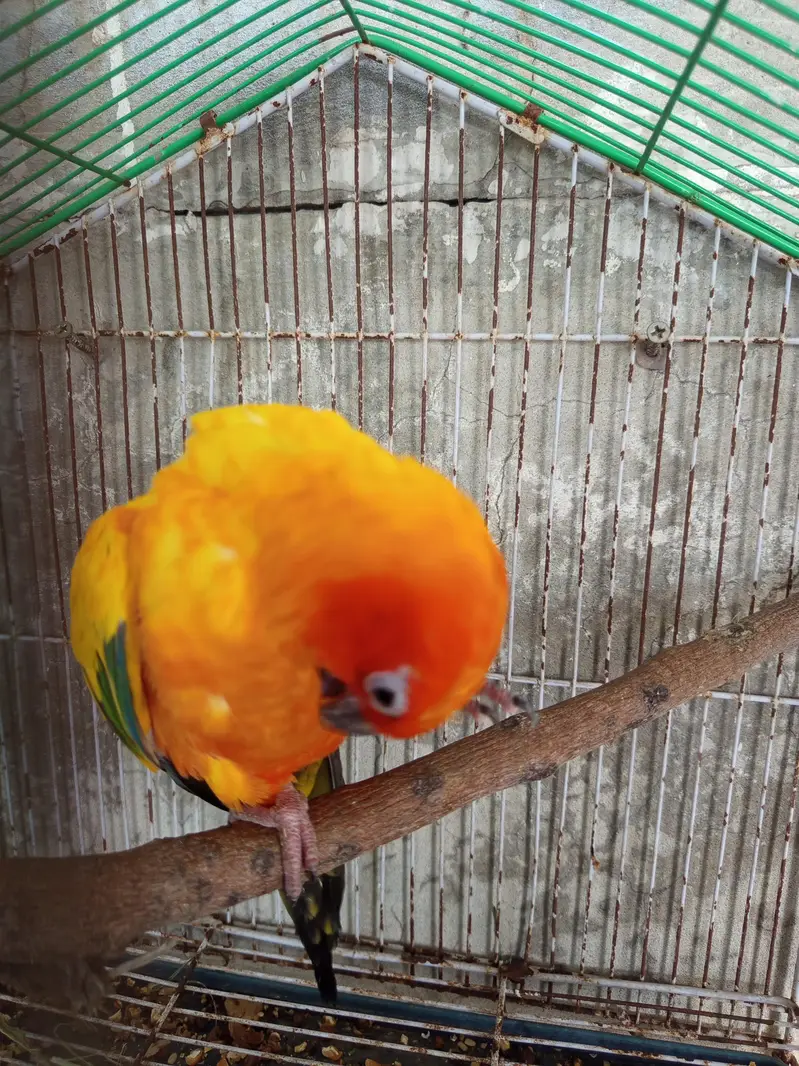 sunconure male parrot for sale — photo 4