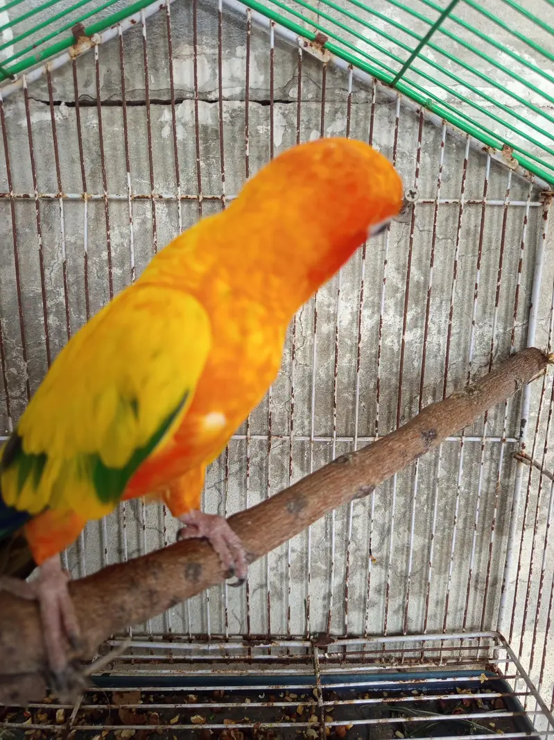 sunconure male parrot for sale — photo 5