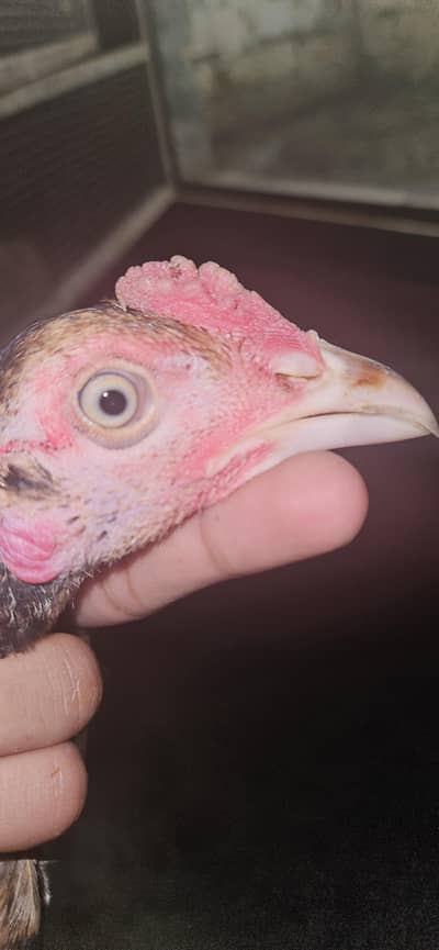Pakoya×burmi or Shamo×dragon trat bache for sale read add first