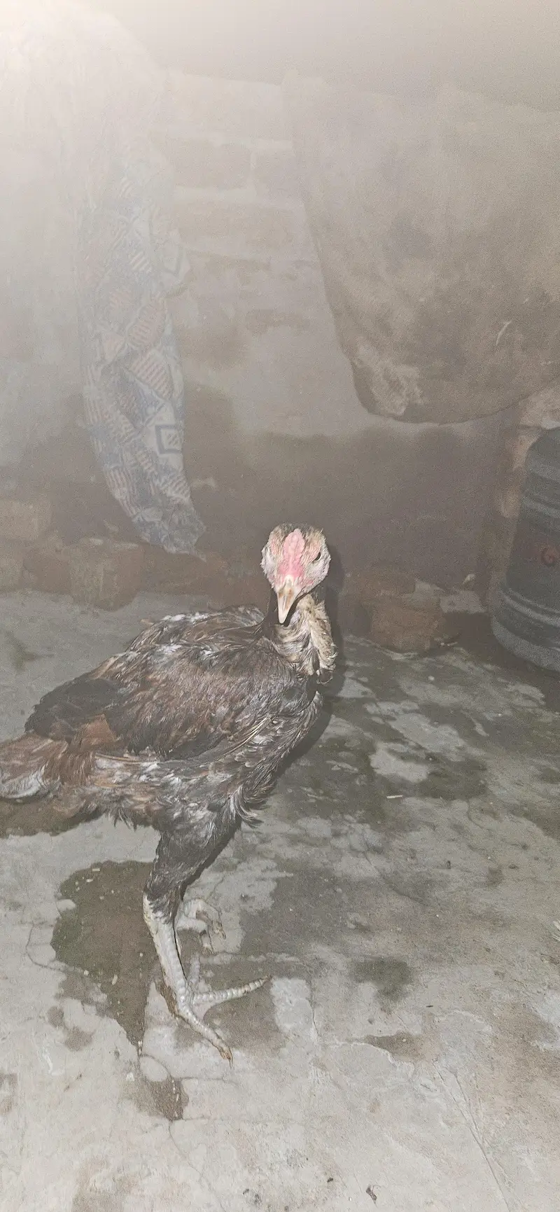 Pakoya×burmi or Shamo×dragon trat bache for sale read add first — photo 4