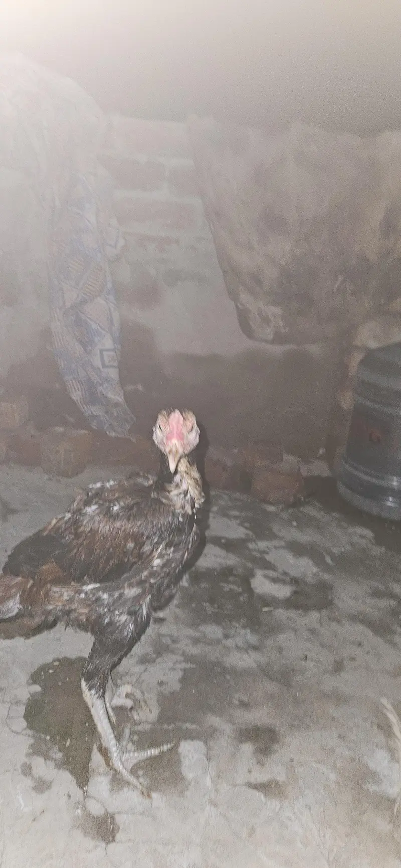 Pakoya×burmi or Shamo×dragon trat bache for sale read add first — photo 5