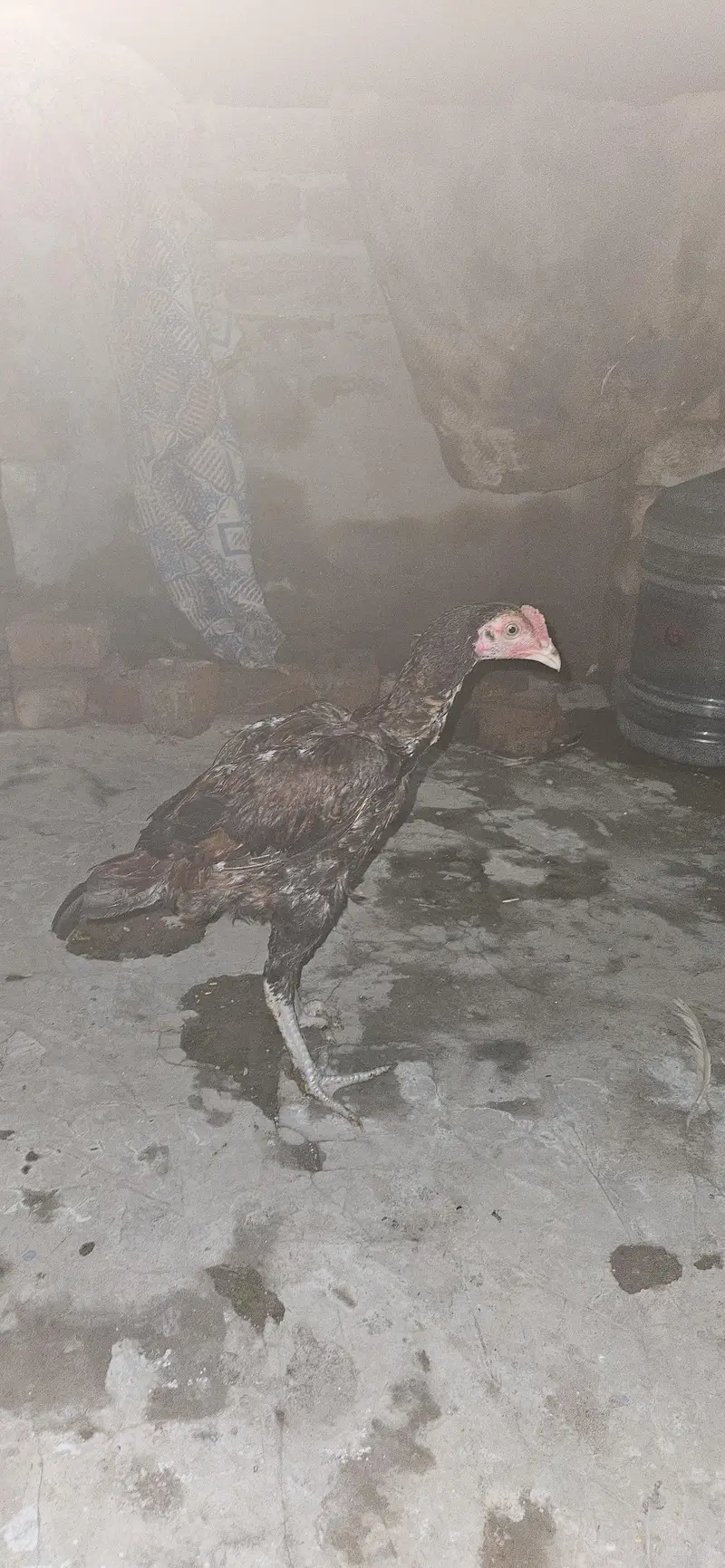 Pakoya×burmi or Shamo×dragon trat bache for sale read add first — photo 6