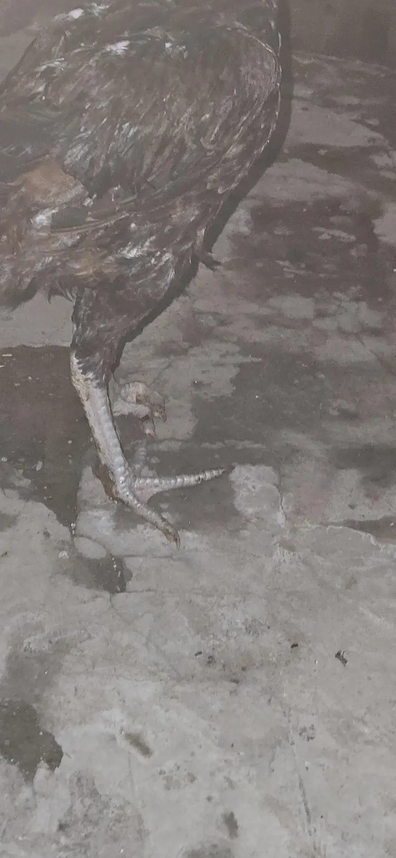 Pakoya×burmi or Shamo×dragon trat bache for sale read add first — photo 7