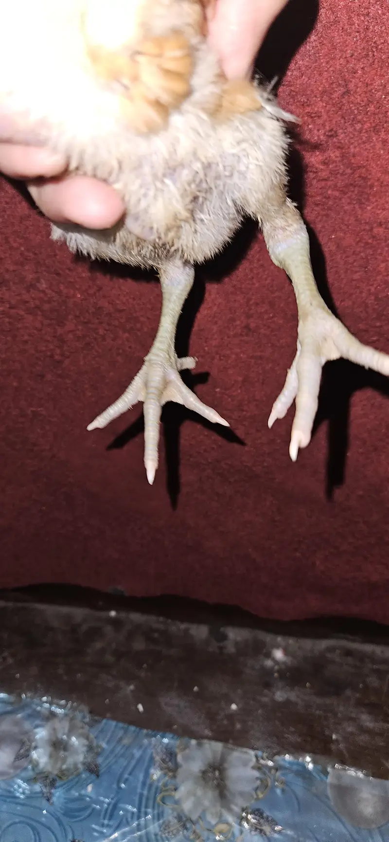 Pakoya×burmi or Shamo×dragon trat bache for sale read add first — photo 9
