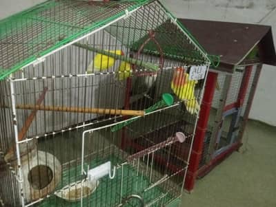total 11 love bids with 2 cage