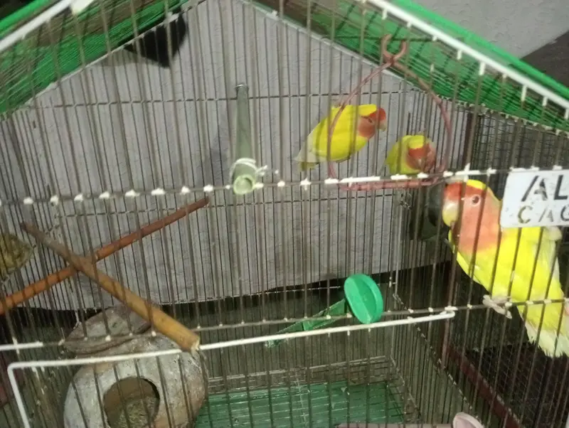 total 11 love bids with 2 cage — photo 2