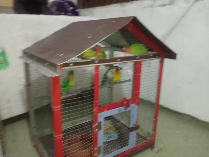 total 11 love bids with 2 cage — photo 3