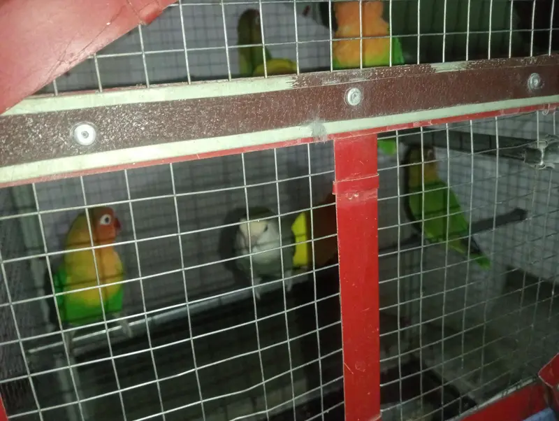 total 11 love bids with 2 cage — photo 4