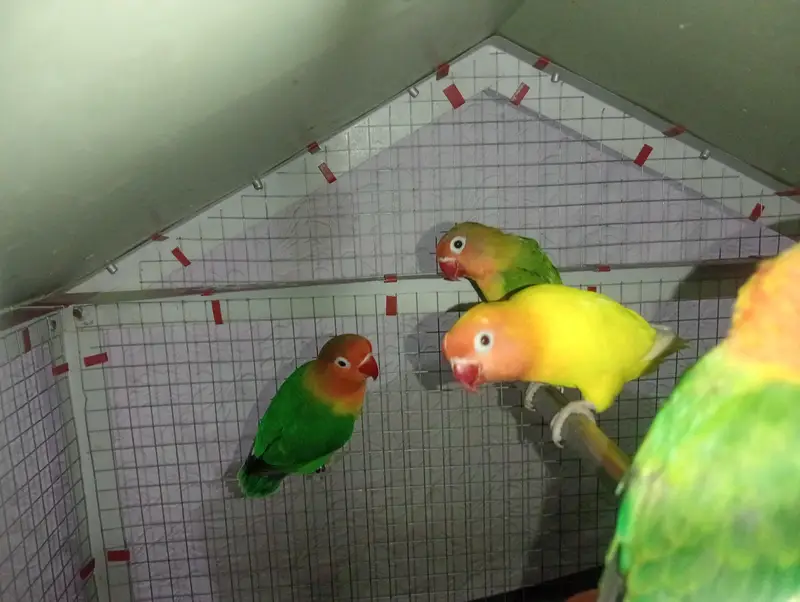 total 11 love bids with 2 cage — photo 5