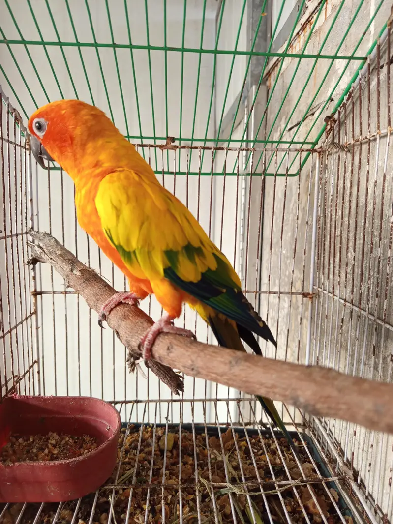 sunconure male parrot for sale — photo 6