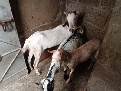 Barbari Bkri (4 Dant 2 Bachon K Sath 7 Mahinay K Hain Nar Or Mada)