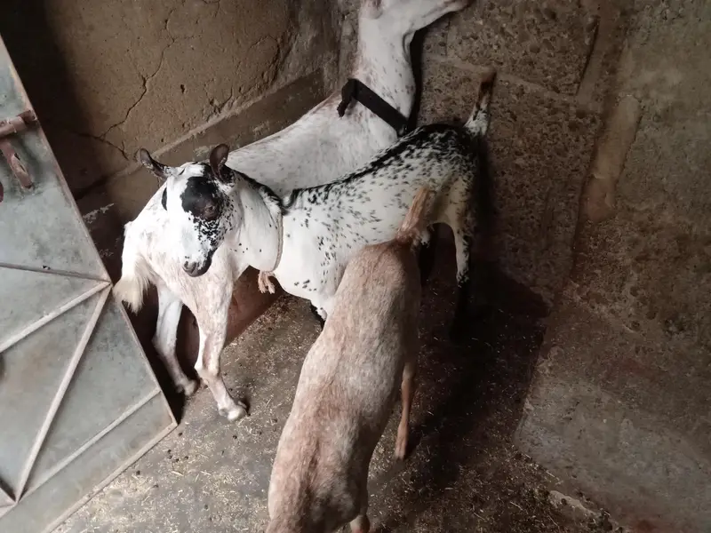 Barbari Bkri (4 Dant 2 Bachon K Sath 7 Mahinay K Hain Nar Or Mada) — photo 2