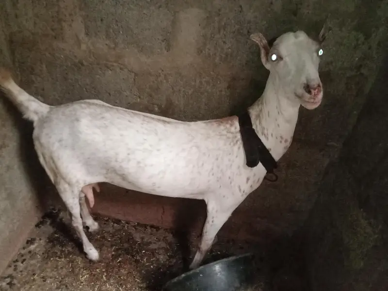 Barbari Bkri (4 Dant 2 Bachon K Sath 7 Mahinay K Hain Nar Or Mada) — photo 3