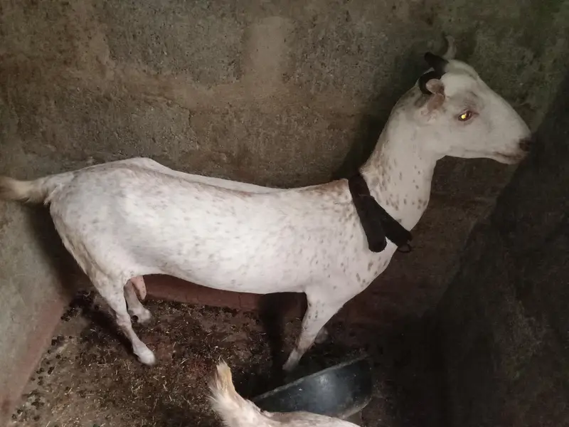Barbari Bkri (4 Dant 2 Bachon K Sath 7 Mahinay K Hain Nar Or Mada) — photo 6
