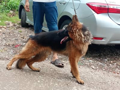 German shepherd