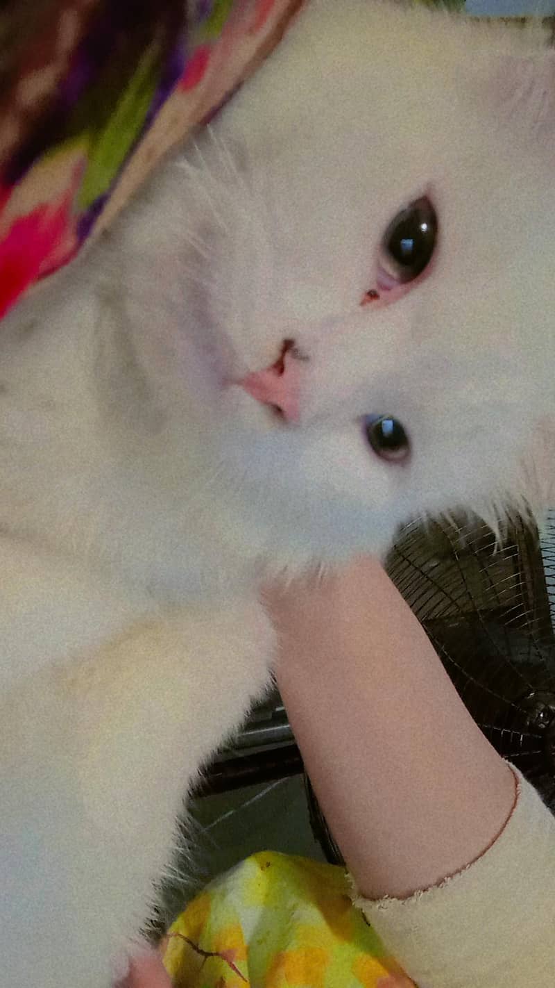 Persian cat 0