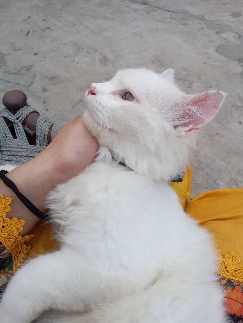 Persian cat 1