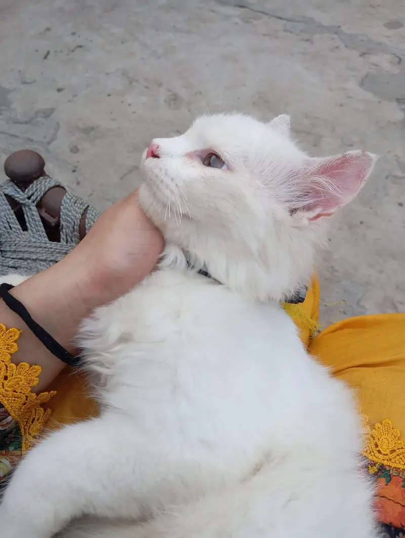 Persian cat — photo 2