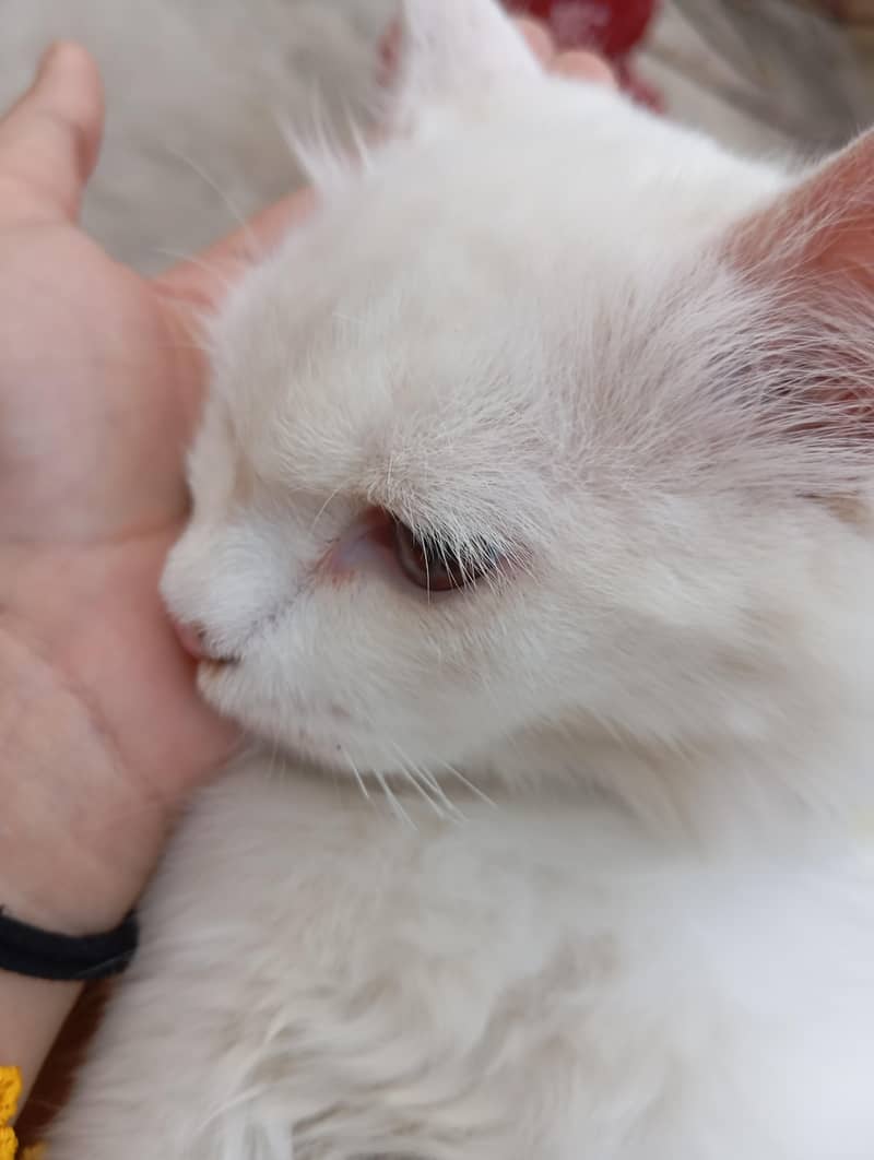 Persian cat 2