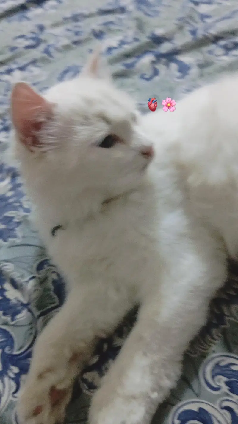 Persian cat — photo 4
