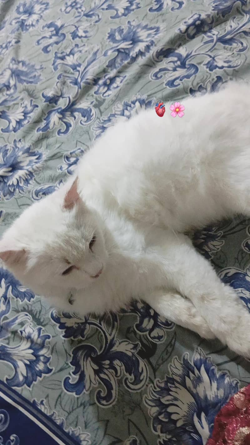 Persian cat 4