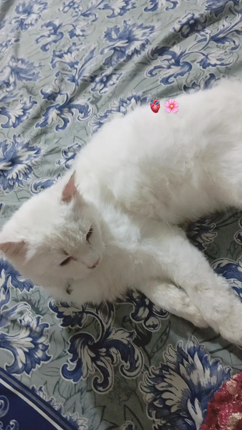 Persian cat — photo 5