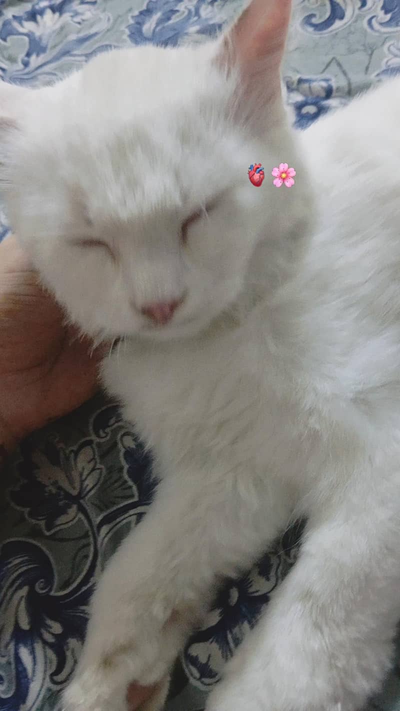 Persian cat 5
