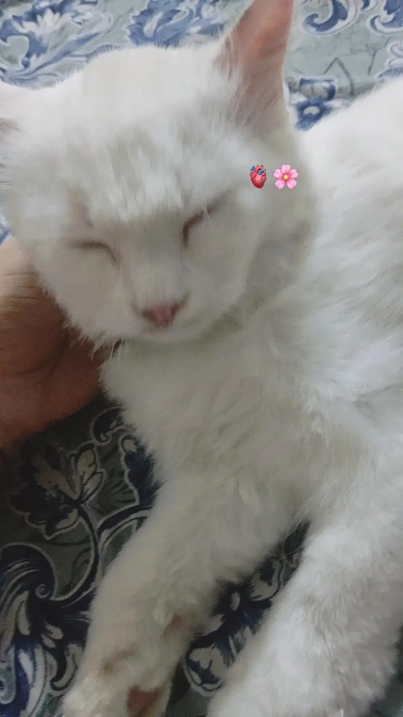 Persian cat — photo 6