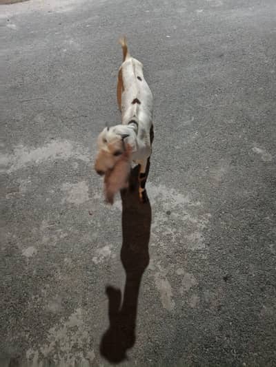 2 Goats for sale.
