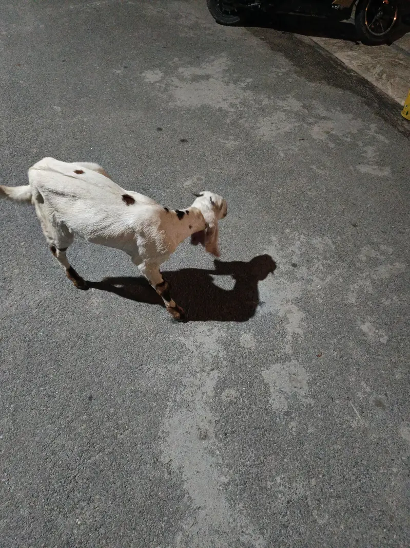 2 Goats for sale. — photo 2