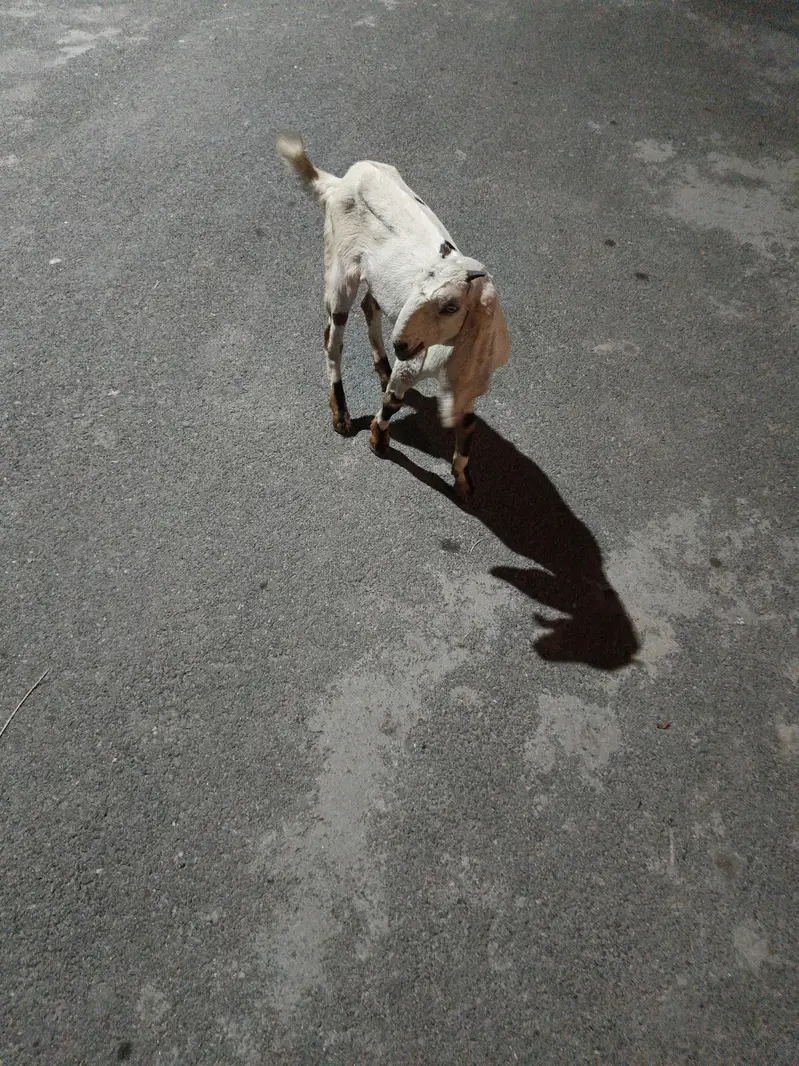 2 Goats for sale. — photo 3