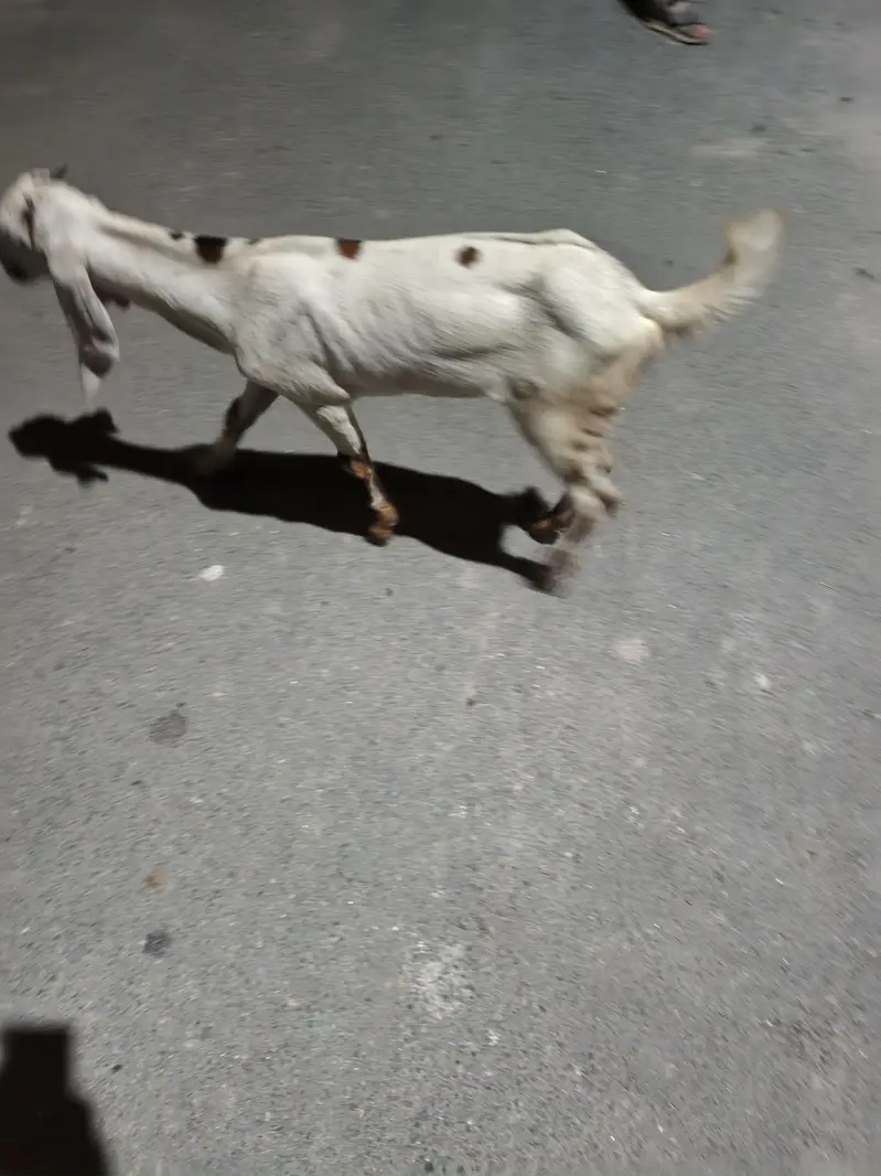 2 Goats for sale. — photo 4