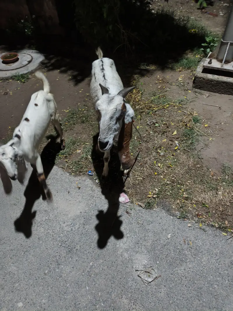 2 Goats for sale. — photo 5