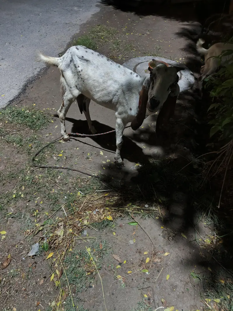 2 Goats for sale. — photo 6