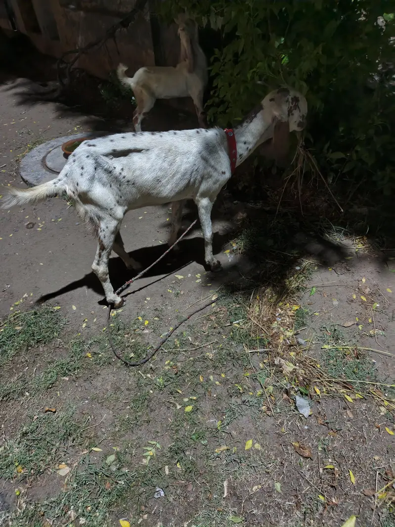 2 Goats for sale. — photo 7