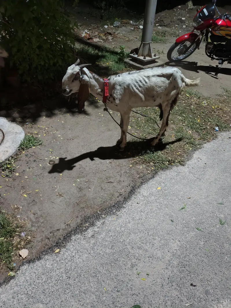 2 Goats for sale. — photo 8