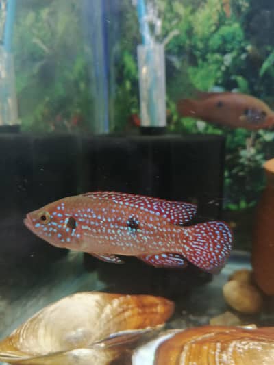 Red jewel chichled
