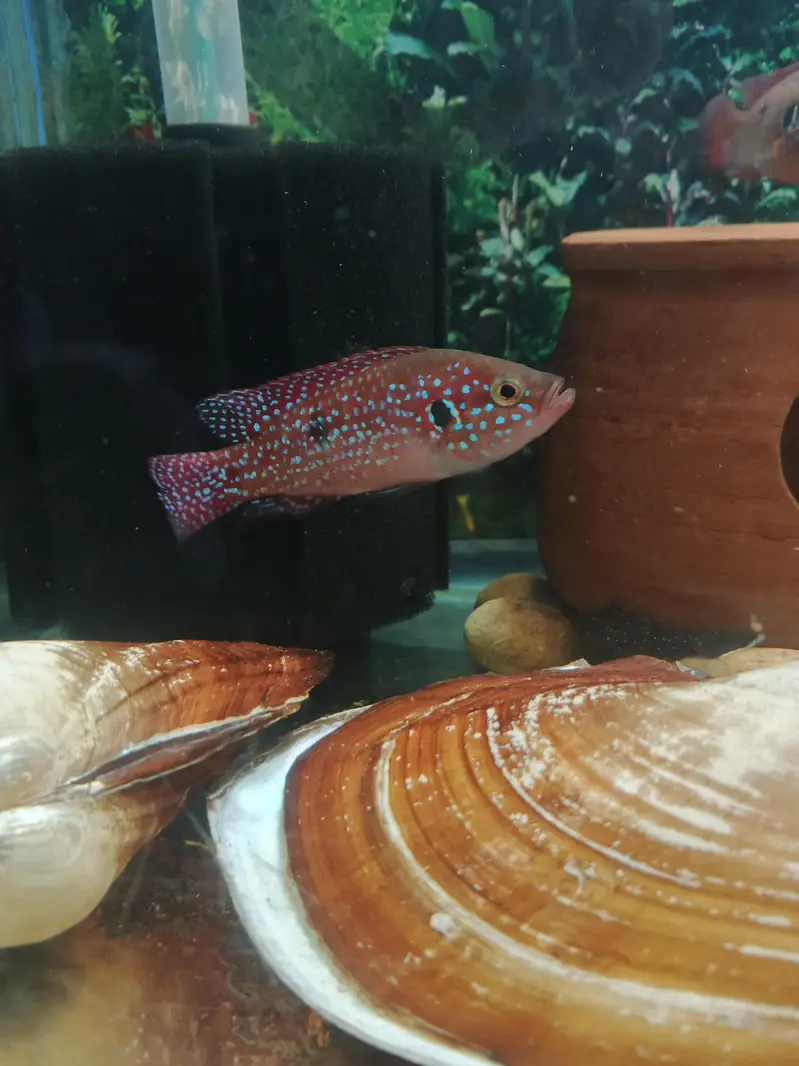 Red jewel chichled — photo 2